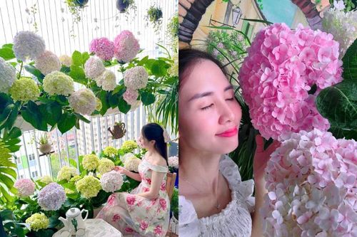 Gieo mầm cẩm tú cầu ở ban công, cô nàng nhận kết quả khó tin