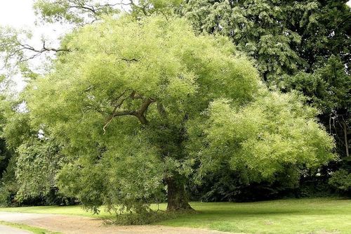 Người xưa nói: 'Trước cửa có cây tốt, quý nhân tới giúp đỡ'