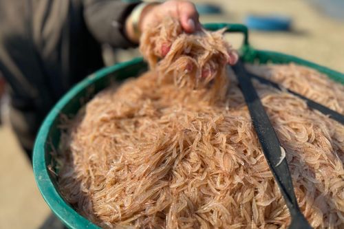 Ngư dân Quảng Ngãi thu tiền triệu mỗi ngày nhờ ruốc biển