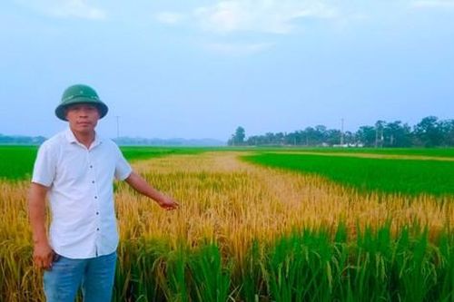 Lão nông 'chết lặng' vì ruộng lúa đang trổ bông bị chết cháy nghi do phá hoại