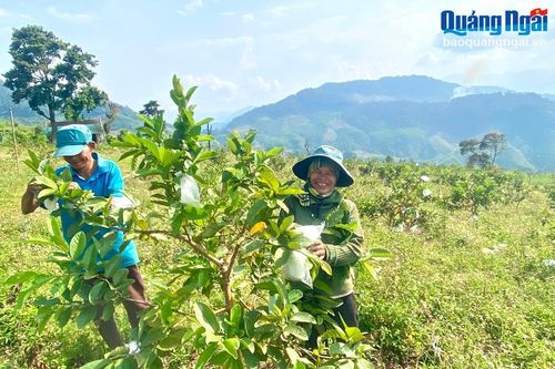 Hiệu quả từ phần mềm dữ liệu dùng chung