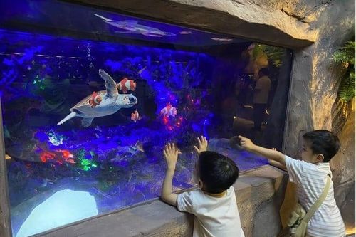 Điều đặc biệt trong thủy cung không nước đầu tiên tại Việt Nam