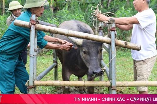 Sắp hết hạn tiêm phòng, tỷ lệ gia súc, gia cầm được tiêm còn thấp
