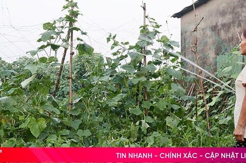 Nắng gay gắt, nông dân Hà Tĩnh vẫn thu nhập khá từ trồng rau