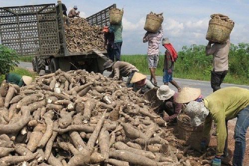 Xuất khẩu sắn hướng đến mục tiêu kim ngạch 2 tỷ USD vào năm 2030
