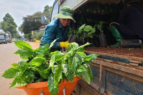 Đắk Lắk: Chưa tới vụ, giống cây cà phê đã khan hiếm