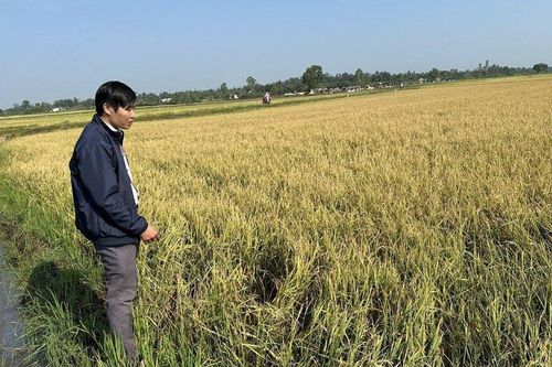 Đắk Lắk: Hàng trăm héc-ta lúa bị thiệt hại nặng nề sau trận mưa đá