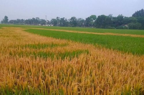 Ruộng lúa đang trổ bông bỗng chết cháy, nghi bị phá hoại