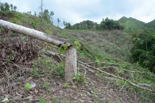 Các nước sẽ 'theo chân' EU quy định ngặt nghèo về bền vững, doanh nghiệp Việt phải làm gì?