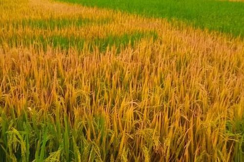 Nghệ An: Người dân sững sờ khi 500m2 lúa chết cháy, nghi bị đầu độc