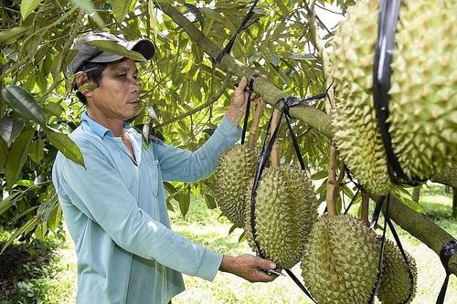 Tây Nguyên: Khai thác thế mạnh vùng, biến tiềm năng thành nguồn lực phát triển