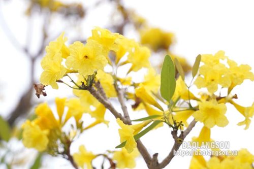 Rực rỡ sắc hoa Chuông vàng