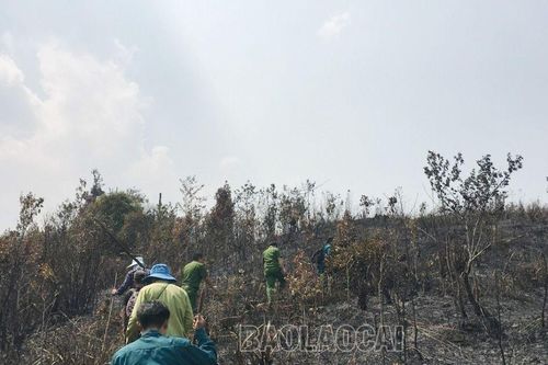 Dập tắt đám cháy cây bụi, cây tái sinh tại thôn Phan Cán Sử, xã Y Tý