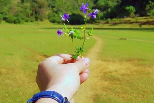 Giới trẻ thích thú với thảo nguyên cỏ dại dưới chân núi Mắt Thần