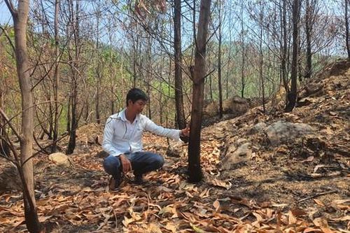 Lâm cảnh 'trắng tay' vì hàng trăm hecta keo bị thiêu rụi