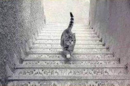 Bức ảnh gây tranh cãi: Con mèo đang đi lên hay xuống?
