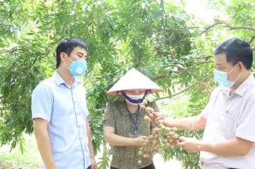 Hà Nội: Hướng dẫn thành lập mới 247 hợp tác xã, liên hiệp hợp tác xã, tổ hợp tác