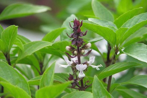 6 bài thuốc chữa bệnh từ húng quế