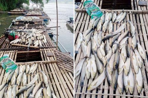 Thanh Hóa: cá chết hàng loạt trên sông Mã chưa rõ nguyên nhân