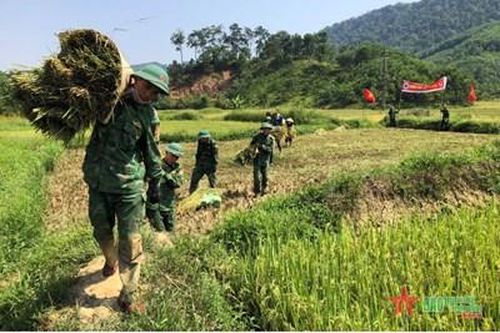 Vượt nắng giúp người dân biên giới thu hoạch lúa