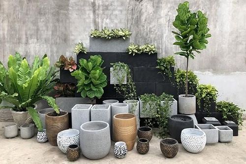 Loại cây cảnh nào cao cấp, sang chảnh, 'đổi gió' cho căn nhà?
