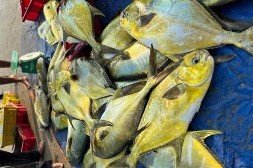 Ngư dân Cẩm Nhượng 'trúng đậm' mẻ cá vàng dương hơn 300 triệu