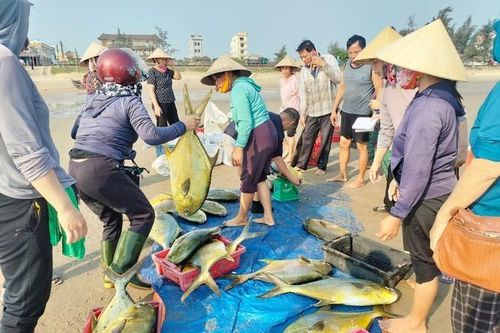 Trúng mẻ cá đặc sản, ngư dân Hà Tĩnh thu lợi hơn 300 triệu