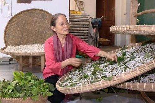 Người nghệ nhân trăn trở với nghề 'dạy tằm dệt lụa, bắt sen nhả tơ'