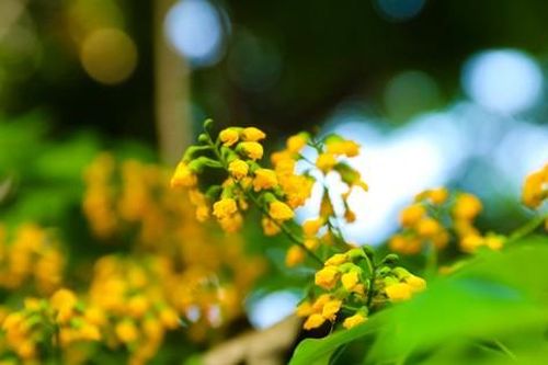 Hà Nội mùa giáng hương khoe sắc rực rỡ trong nắng