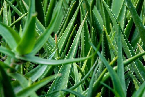 Lợi ích bất ngờ từ những loại cây quen thuộc trồng trong nhà mùa hè