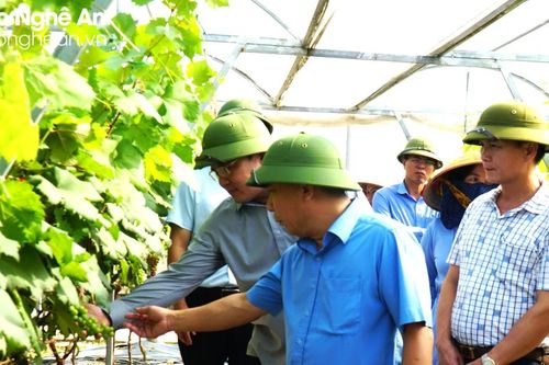 Đẩy mạnh ứng dụng công nghệ cao vào sản xuất nông nghiệp