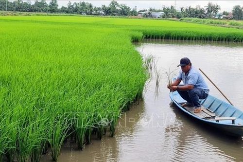 Mô hình 'thuận thiên' tôm - lúa mang lại sự trù phú cho cánh đồng phèn - mặn