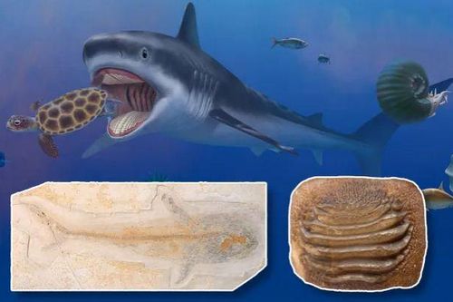Hóa thạch Ptychodus hé lộ 'chúa tể đại dương' thời tiền sử
