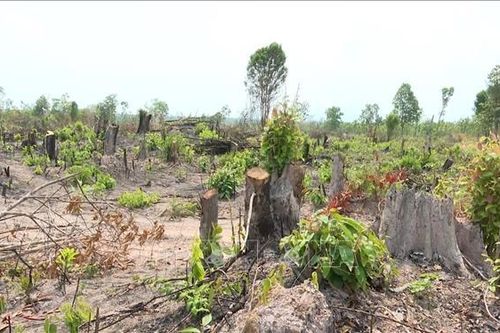 Kiểm tra, xác minh vụ phá rừng giáp ranh Gia Lai - Đắk Lắk