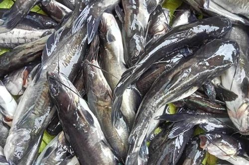 Thanh Hóa: Cá chết hàng loạt trên sông Mã chưa rõ nguyên nhân