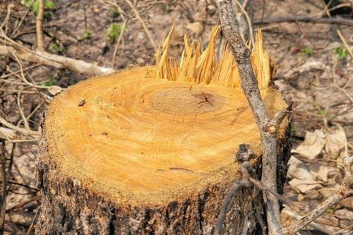 Xác minh vụ phá rừng quy mô lớn tại Gia Lai