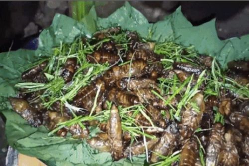 Con đặc sản 're re' xưa không ai ngó, nay được cánh mày râu săn tìm với giá ngất ngưởng