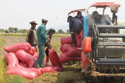Gia Lai: Vụ lúa Đông Xuân 2023-2024 thắng lợi