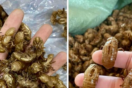 Gia Lai: Cần nâng cao cảnh giác trước thông tin thu mua xác ve sầu