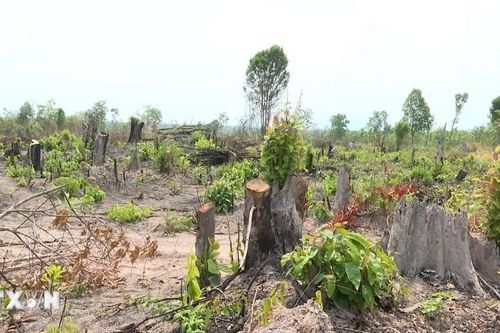 Kiểm tra, xác minh vụ phá rừng giáp ranh Gia Lai-Đắk Lắk
