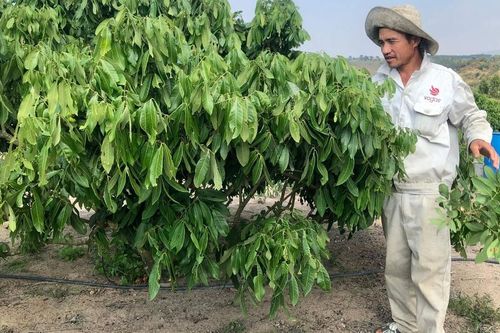Kông Chro mở rộng diện tích cây ăn quả đặc sản