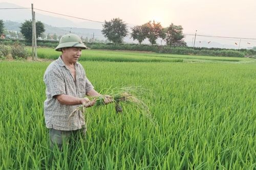 Tăng cường kiểm tra đồng ruộng, phòng trừ sinh vật hại lúa xuân