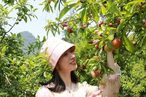 Lên Mường Khương trải nghiệm hái mận, đào chín sớm