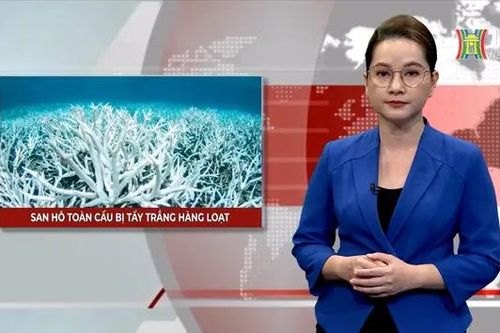 San hô toàn cầu bị tẩy trắng hàng loạt| Nhìn ra thế giới | 28/04/2024