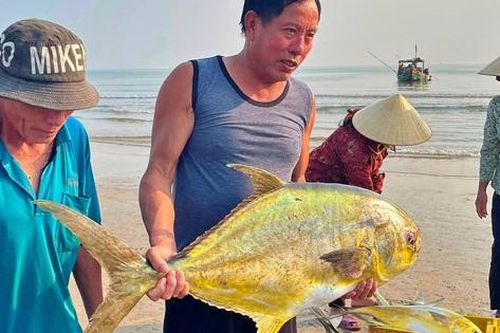 Đã mắt với hình ảnh ngư dân Hà Tĩnh trúng mẻ cá chim vàng