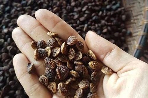 Loại hạt trước chỉ bỏ đi nay bỗng thành đặc sản, đầu bếp 5 sao săn lùng giá tới 3 triệu/kg