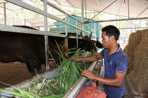 'Bồi dưỡng' cho bò tót vượt nắng nóng