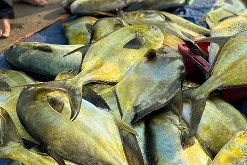 Ngư dân Hà Tĩnh 'trúng đậm' mẻ cá vàng dương hơn 300 triệu đồng