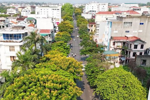 Hoa điệp vàng khoe sắc trên đường phố Huế