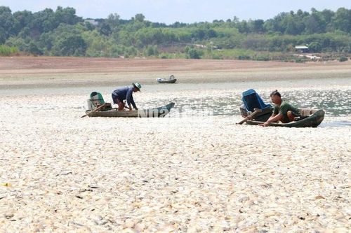 Đồng Nai: Hơn 200 tấn cá chết nổi trắng hồ Sông Mây